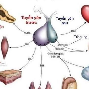 Hào Nguyễn 